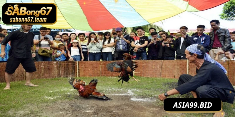Bí Quyết Chọi Kê Mạnh Mẽ Phát Huy, Đạt Phong Độ Tối Đa - JUKOVE.LOL