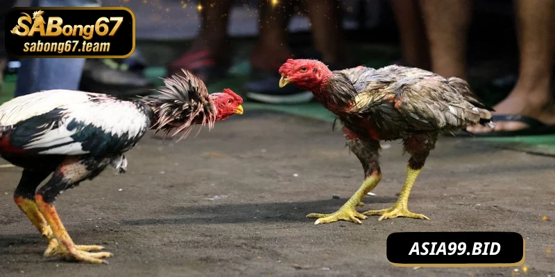 Bí Quyết Chọi Kê Mạnh Mẽ Phát Huy, Đạt Phong Độ Tối Đa - JUKOVE.LOL