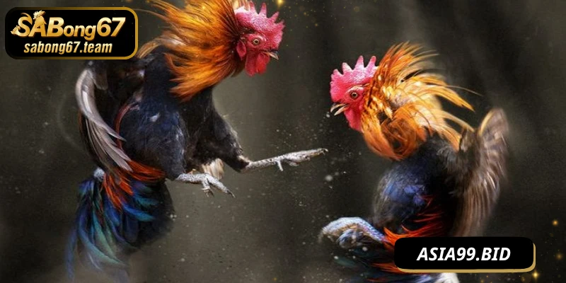 Cách Chơi Đá Gà Hiệu Quả Cho Gamer – Bí Quyết Thắng Lớn - JUKOVE.LOL