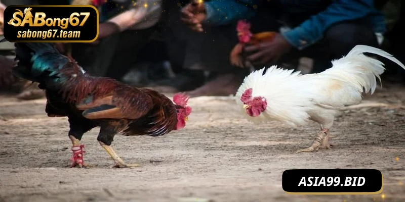 Cách Chơi Đá Gà Hiệu Quả Cho Gamer – Bí Quyết Thắng Lớn - JUKOVE.LOL