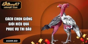 Mẹo Đá Gà - - JUKOVE.LOL