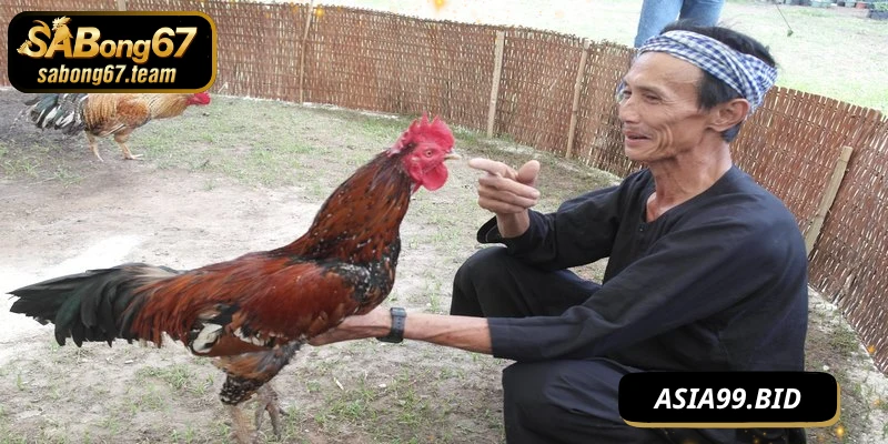 Cách Chọn Giống Giỏi Hiệu Quả Phục Vụ Thi Đấu - JUKOVE.LOL