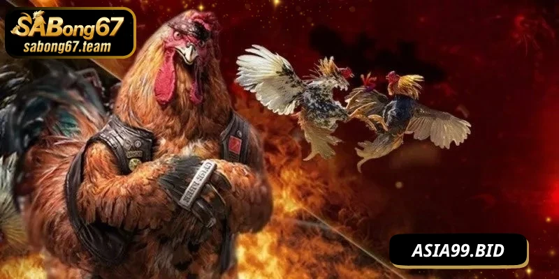 Cách Đá Gà Thắng Chắc Với Chiến Kê Dày Dạn Kinh Nghiệm - JUKOVE.LOL