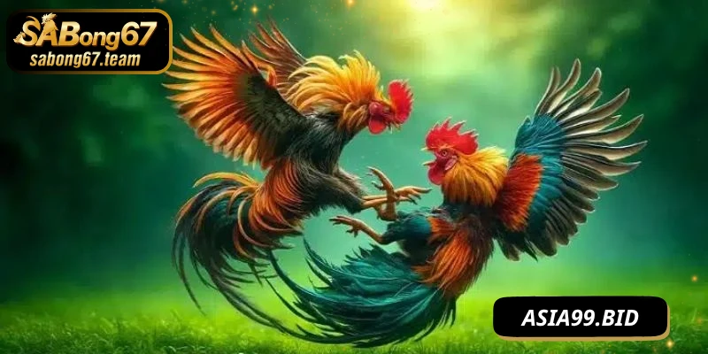 Cách Đá Gà Thắng Chắc Với Chiến Kê Dày Dạn Kinh Nghiệm - JUKOVE.LOL
