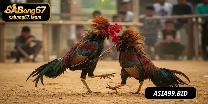 Cách Đánh Không Bị Đỡ Của Chiến Kê Luôn Luôn Hiệu Quả - JUKOVE.LOL
