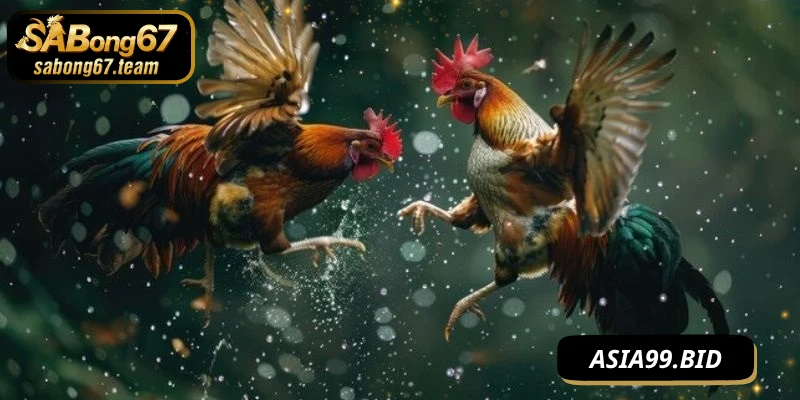 Cách Đánh Không Bị Đỡ Của Chiến Kê Luôn Luôn Hiệu Quả - JUKOVE.LOL