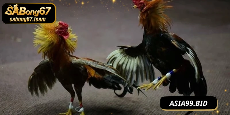 Cách Đánh Không Bị Đỡ Của Chiến Kê Luôn Luôn Hiệu Quả - JUKOVE.LOL