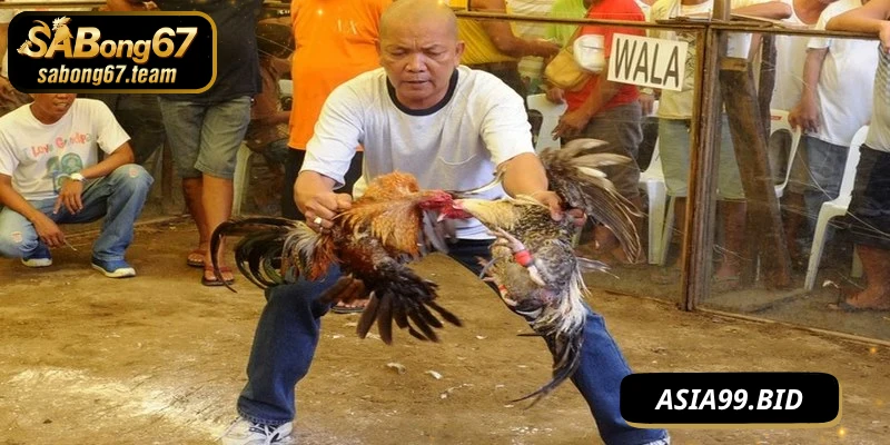 Cách Luyện Chiến Kê Thắng Lớn Cho Mọi Trận Đá Gà Cựa - JUKOVE.LOL