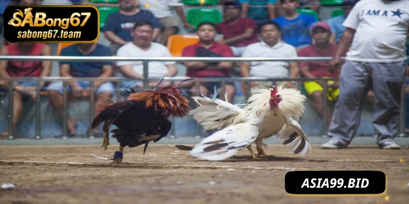 Cách Luyện Chiến Kê Thắng Lớn Cho Mọi Trận Đá Gà Cựa - JUKOVE.LOL