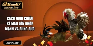 Cách Nuôi Gà Đá - - JUKOVE.LOL
