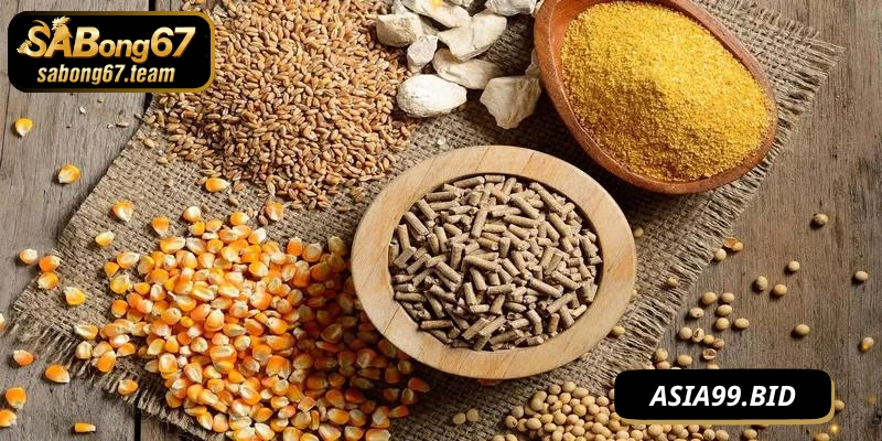 Cách Nuôi Chiến Kê Mau Lớn Khỏe Mạnh Và Sung Sức - JUKOVE.LOL