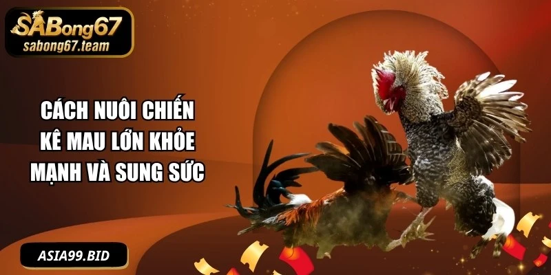 Cách Nuôi Chiến Kê Mau Lớn Khỏe Mạnh Và Sung Sức - JUKOVE.LOL