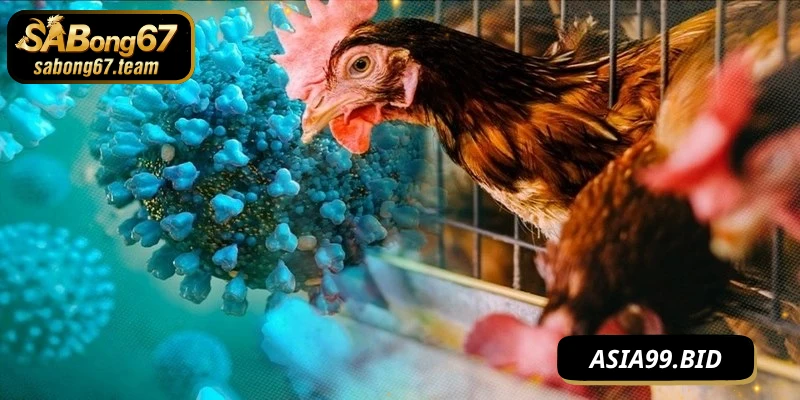 Cách Phòng Bệnh Cho Chiến Kê Giúp Khỏe Mạnh Quanh Năm - JUKOVE.LOL