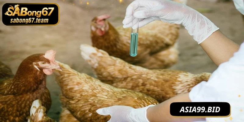Cách Phòng Bệnh Cho Chiến Kê Giúp Khỏe Mạnh Quanh Năm - JUKOVE.LOL