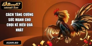 Cách Nuôi Gà Đá - - JUKOVE.LOL