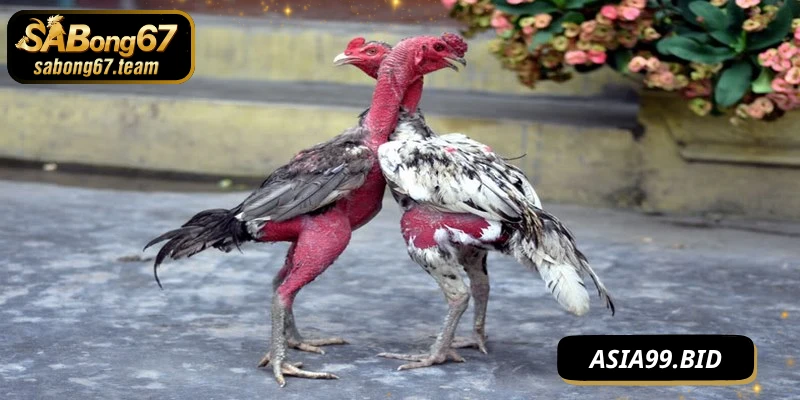 Chế Độ Tập Luyện Cho Chiến Kê Luôn Sung Mãn Và Dẻo Dai - JUKOVE.LOL