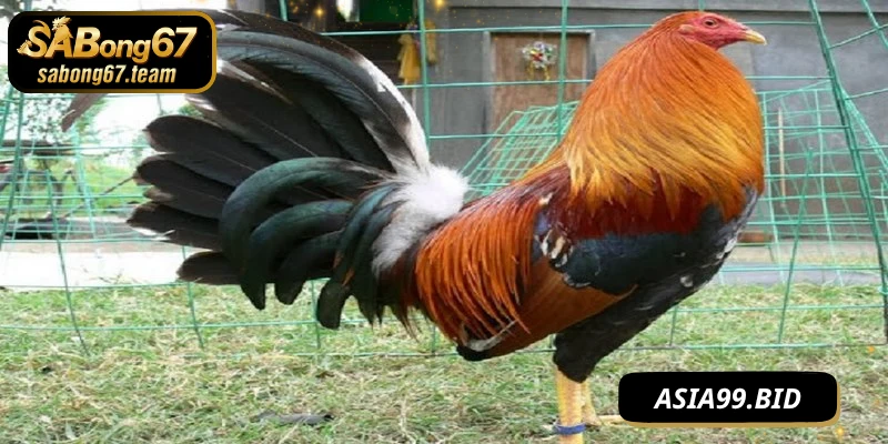 Chế Độ Tập Luyện Cho Chiến Kê Luôn Sung Mãn Và Dẻo Dai - JUKOVE.LOL