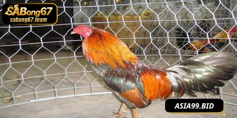 Chế Độ Tập Luyện Cho Chiến Kê Luôn Sung Mãn Và Dẻo Dai - JUKOVE.LOL