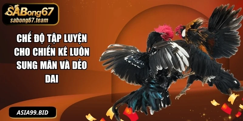 Chế Độ Tập Luyện Cho Chiến Kê Luôn Sung Mãn Và Dẻo Dai - JUKOVE.LOL