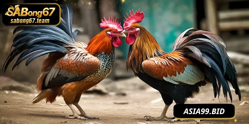 Đá Gà Casino – Đẳng Cấp Giải Trí Của Chiến Kê Quốc Tế - JUKOVE.LOL