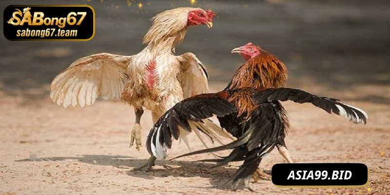 Đá Gà Cựa Dao – Môn Chiến Kê Đỉnh Cao Đầy Kịch Tính - JUKOVE.LOL
