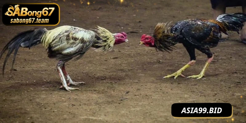 Đá Gà Cựa Dao – Môn Chiến Kê Đỉnh Cao Đầy Kịch Tính - JUKOVE.LOL