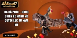Đá Gà - - JUKOVE.LOL