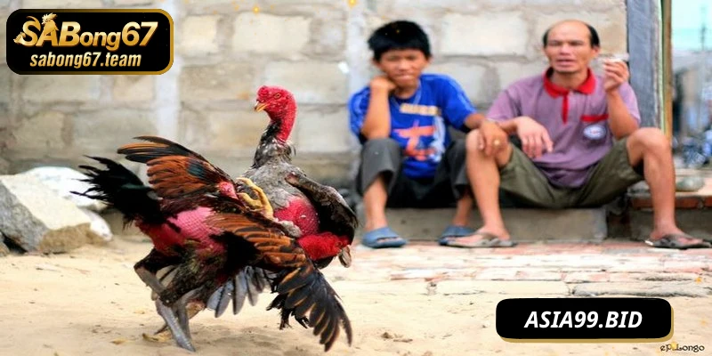Đá Gà Peru – Dòng Chiến Kê Mạnh Mẽ Quyền Lực Từ Nam Mỹ - JUKOVE.LOL