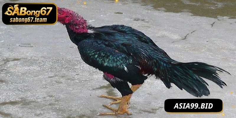 Đá Gà Peru – Dòng Chiến Kê Mạnh Mẽ Quyền Lực Từ Nam Mỹ - JUKOVE.LOL