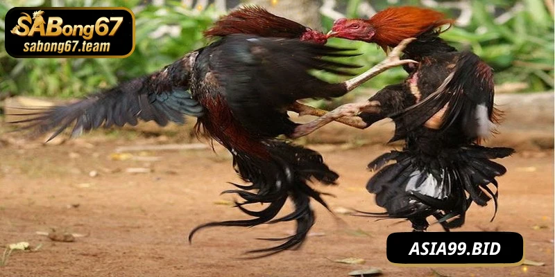 Đá Gà Phát Lại – Khám Phá Hình Thức Xem Lại Trận Chiến Kê - JUKOVE.LOL