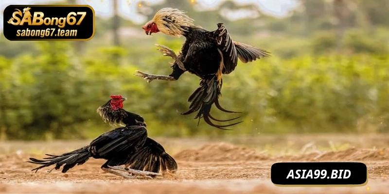 Đá Gà Phát Lại – Khám Phá Hình Thức Xem Lại Trận Chiến Kê - JUKOVE.LOL