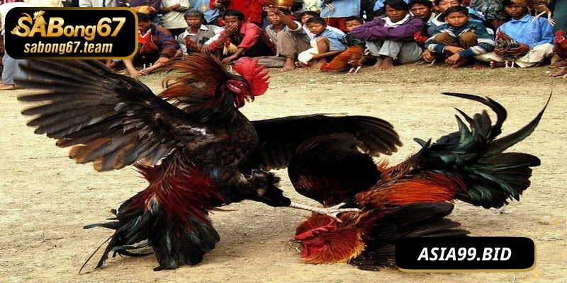Đá Gà Phát Lại – Khám Phá Hình Thức Xem Lại Trận Chiến Kê - JUKOVE.LOL