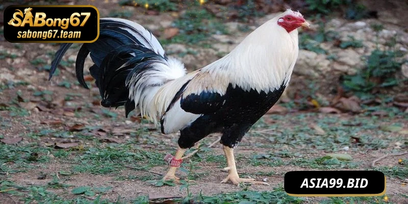 Đá Gà Tre – Nghệ Thuật Chiến Kê Nhỏ Mà Vô Cùng Mạnh Mẽ - JUKOVE.LOL