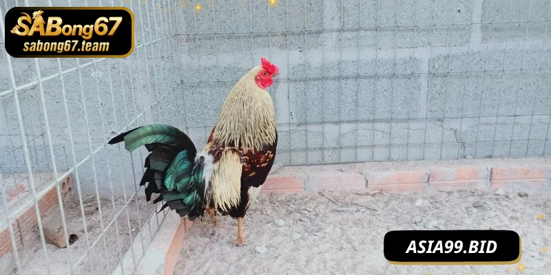Đá Gà Tre – Nghệ Thuật Chiến Kê Nhỏ Mà Vô Cùng Mạnh Mẽ - JUKOVE.LOL