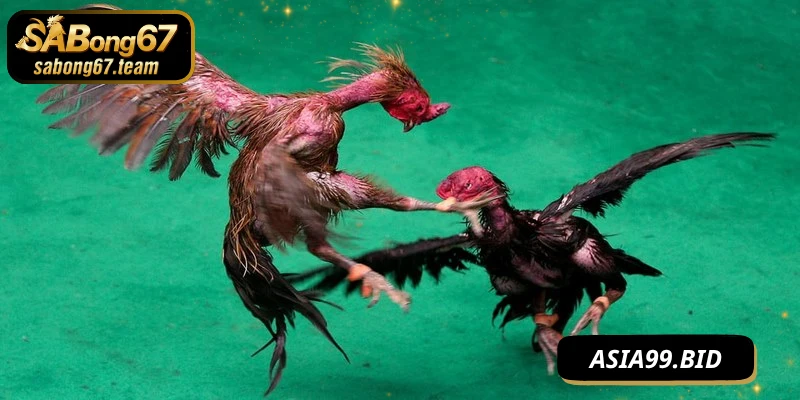 Kỹ Thuật Chọi Gà Nhanh Gọn Hiệu Quả, Luôn Thắng Lớn - JUKOVE.LOL