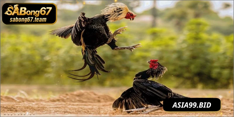 Kỹ Thuật Chọi Gà Nhanh Gọn Hiệu Quả, Luôn Thắng Lớn - JUKOVE.LOL