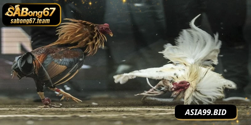 Mẹo Chọi Gà Ăn Tiền Hiệu Quả Nhất Cho Game Thủ Mới - JUKOVE.LOL