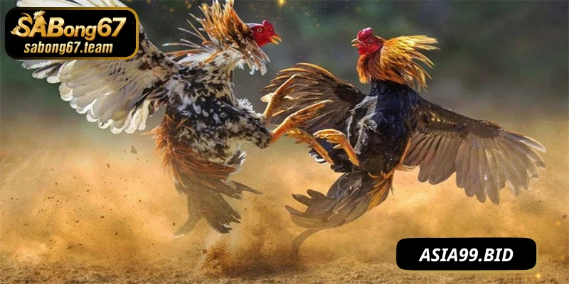 Mẹo Chọi Gà Ăn Tiền Hiệu Quả Nhất Cho Game Thủ Mới - JUKOVE.LOL