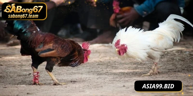 Mẹo Đá Gà Không Bị Thua Tăng Tỷ Lệ Thắng Hiệu Quả An Toàn - JUKOVE.LOL