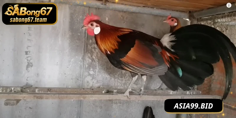 Nuôi Gà Đá Không Bị Bệnh Khỏe Mạnh Sung Sức Quanh Năm - JUKOVE.LOL