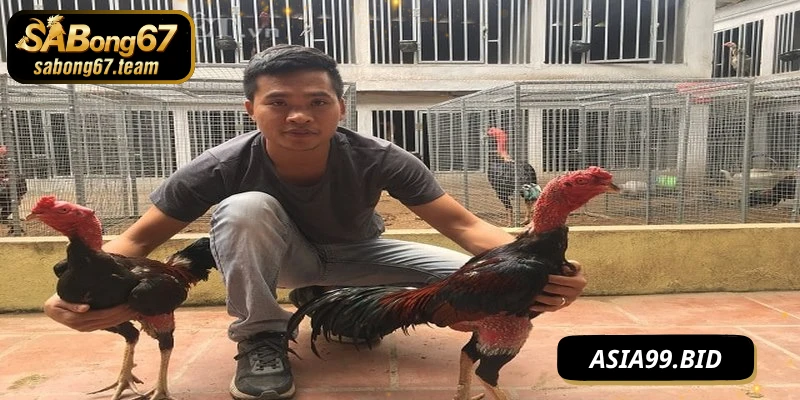 Phương Pháp Vần Hơi Cho Chiến Kê Tăng Sức Bền Hiệu Quả - JUKOVE.LOL