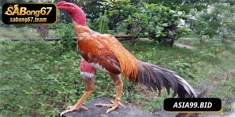 Phương Pháp Vần Hơi Cho Chiến Kê Tăng Sức Bền Hiệu Quả - JUKOVE.LOL