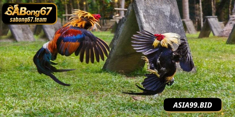 Tường Thuật Đá Gà – Sống Lại Từng Pha Đấu Đỉnh Cao - JUKOVE.LOL