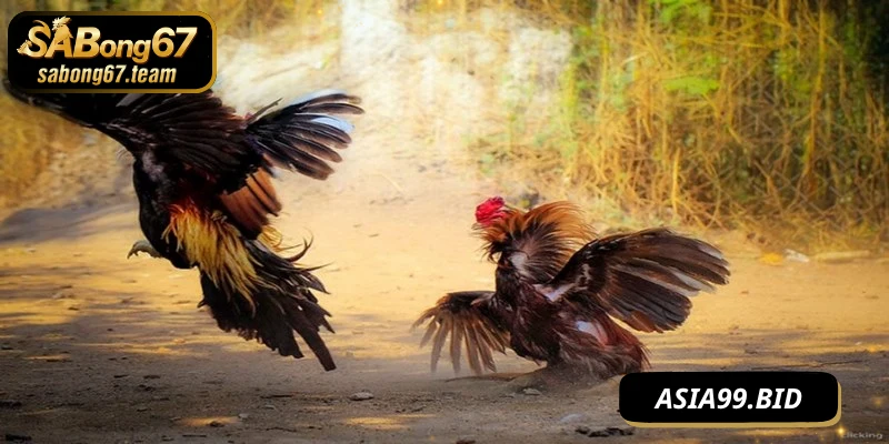 Tường Thuật Đá Gà – Sống Lại Từng Pha Đấu Đỉnh Cao - JUKOVE.LOL