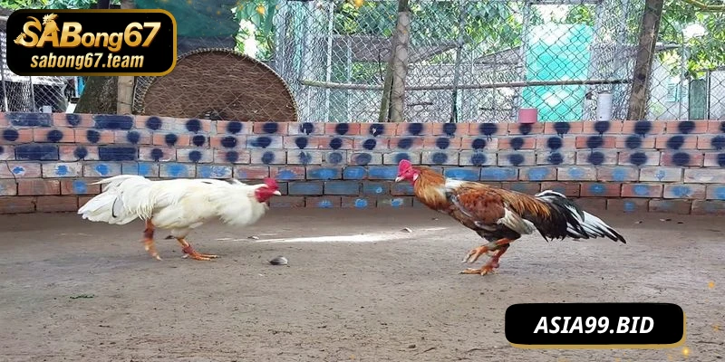 Tường Thuật Đá Gà – Sống Lại Từng Pha Đấu Đỉnh Cao - JUKOVE.LOL