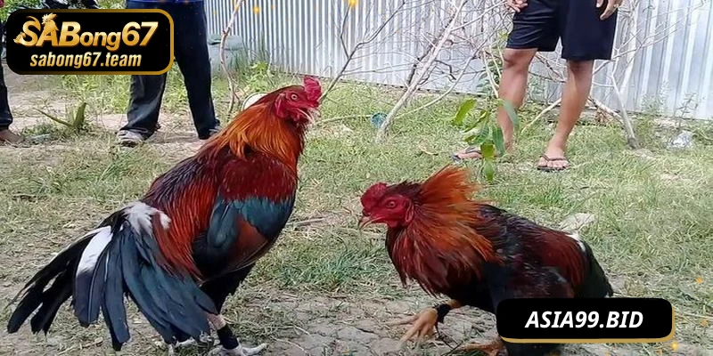 Xem Đá Gà Tại Nhà Cùng SABONG67 – Trải Nghiệm Sống Động - JUKOVE.LOL