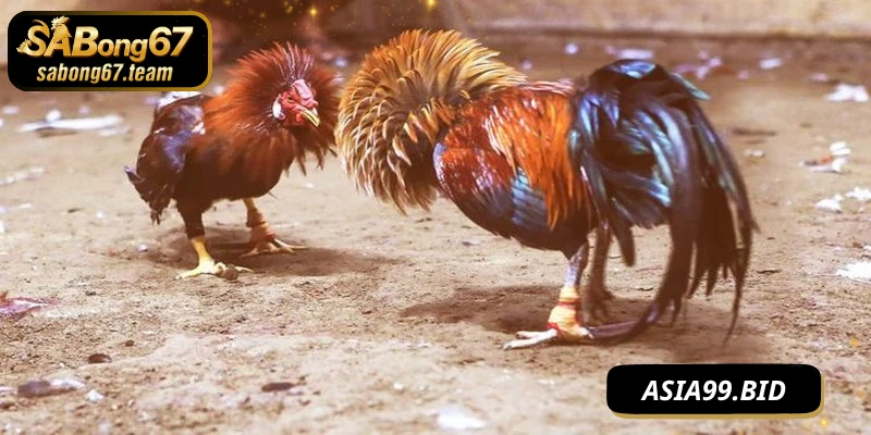 Xem Đá Gà Tại Nhà Cùng SABONG67 – Trải Nghiệm Sống Động - JUKOVE.LOL