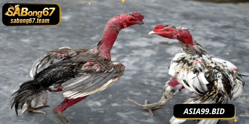 Xem Đá Gà Tại Nhà Cùng SABONG67 – Trải Nghiệm Sống Động - JUKOVE.LOL